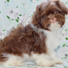 Shih Tzu Puppy Cora