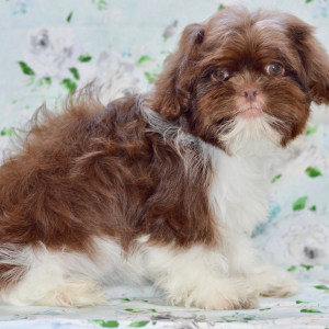 Shih Tzu Puppy Cora