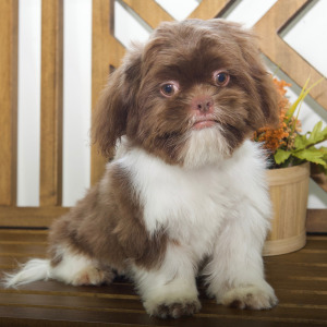 Shih Tzu Puppy Cora