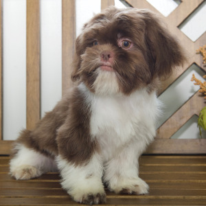 Shih Tzu Puppy Cora