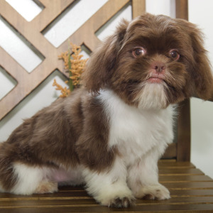 Shih Tzu Puppy Cora