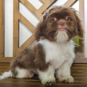 Shih Tzu Puppy Cora