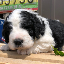 Bernedoodle Puppy Grover