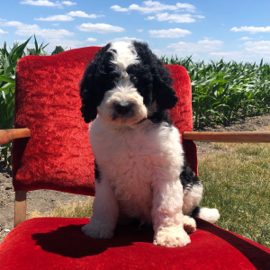 Bernedoodle Puppy Grover