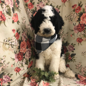 Bernedoodle Puppy Grover