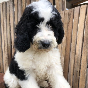 Bernedoodle Puppy Grover