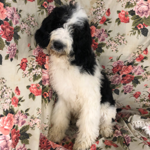 Bernedoodle Puppy Grover