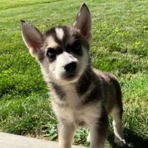 Pomsky Puppy Balto