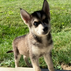 Pomsky Puppy Balto