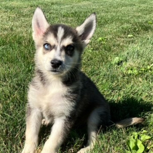 Pomsky Puppy Balto