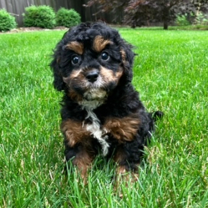 Cavapoo Puppy Bryson
