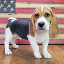 Beagle Puppy Toby