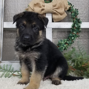 German Shepherd Dog Puppy Tippy