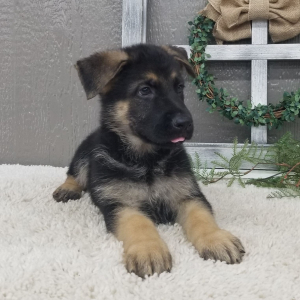 German Shepherd Dog Puppy Tippy