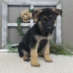 German Shepherd Dog Puppy Tippy