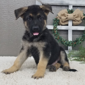 German Shepherd Dog Puppy Tippy