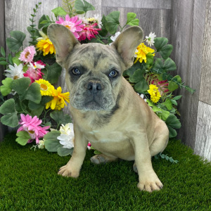 French Bulldog Puppy Pepper