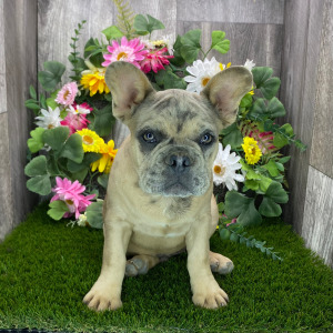French Bulldog Puppy Pepper