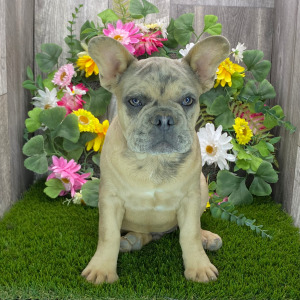 French Bulldog Puppy Pepper