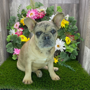 French Bulldog Puppy Pepper
