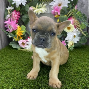 French Bulldog Puppy Hubble