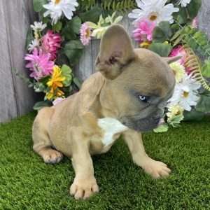 French Bulldog Puppy Hubble