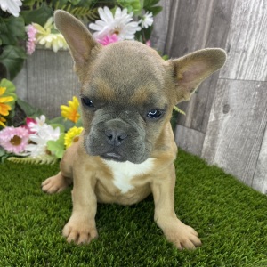 French Bulldog Puppy Hubble