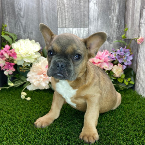 French Bulldog Puppy Hubble