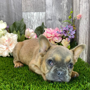 French Bulldog Puppy Hubble