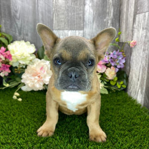 French Bulldog Puppy Hubble
