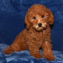 Poodle Puppy Trixie