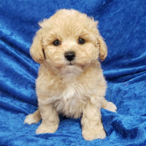Maltipoo Puppy Milo