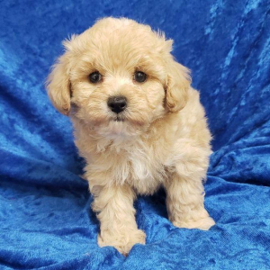 Maltipoo Puppy Milo