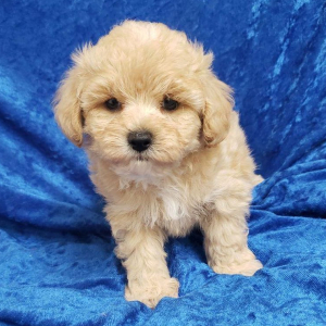 Maltipoo Puppy Milo