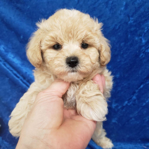 Maltipoo Puppy Milo