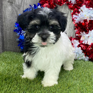Havanese Puppy Snickers