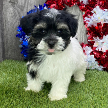 Havanese Puppy Snickers
