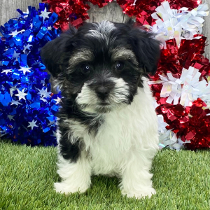 Havanese Puppy Snickers