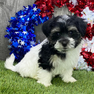 Havanese Puppy Snickers