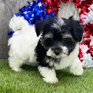 Havanese Puppy Snickers