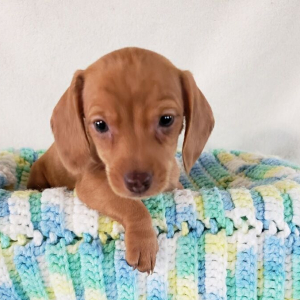 Dachshund Puppy Daisy