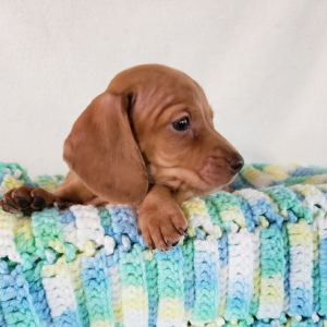 Dachshund Puppy Daisy