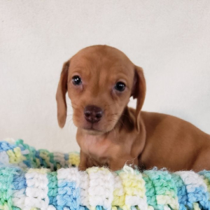 Dachshund Puppy Daisy