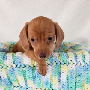 Dachshund Puppy Daisy