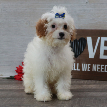 Cavapoo Puppy Jackson