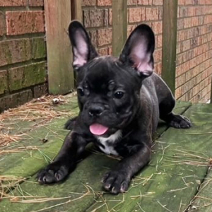 French Bulldog Puppy Conrad