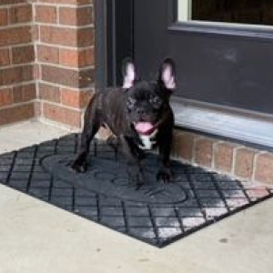 French Bulldog Puppy Conrad