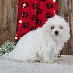 Maltese Puppy Snicker