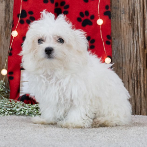 Maltese Puppy Snicker