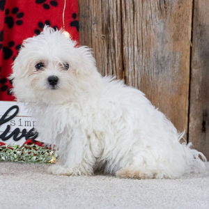 Maltese Puppy Snicker